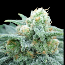 GRTFONE003-005 - GRATEFUL SEEDS - ELECTRIC KOOLAID FEM (ONE SHOT EDITION) | 5 SEMI