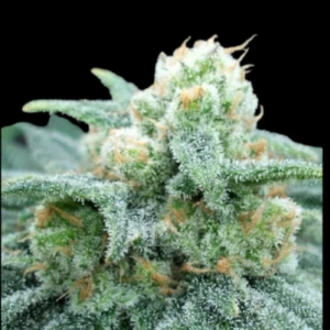 GRTFONE003-005 - GRATEFUL SEEDS - ELECTRIC KOOLAID FEM (ONE SHOT EDITION) | 5 SAMEN