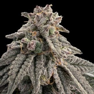 GRTFONE006-005 - GRATEFUL SEEDS - MEAT GRINDER FEM (ONE SHOT EDITION) | 5 SEEDS