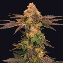 GRTFONE005-005 - GRATEFUL SEEDS - MELTED RAINBOW FEM (ONE SHOT EDITION) | 5 SEMI