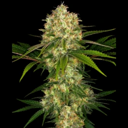 SS1560322 - SENSI SEEDS BANK - AFGHANI #1 FEM | 3 SEMI