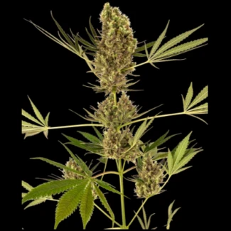 SS1560328 - SENSI SEEDS BANK - ALPINE DELIGHT CBD AUTO FEM | 3 SEEDS