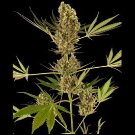 SS1560328 - SENSI SEEDS BANK - ALPINE DELIGHT CBD AUTO FEM | 3 SEMI