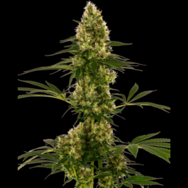 SS1560610 - SENSI SEEDS BANK - BLUE BULLET AUTO FEM (Sensi #119) | 5 SEMI