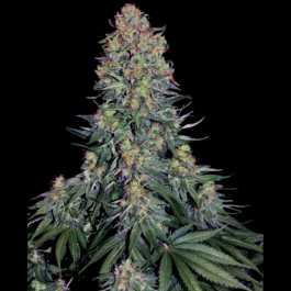 SS1560533 - SENSI SEEDS BANK - BLUE SKUNK FEM | 5 SEMI