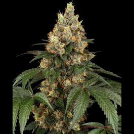 SS1560337 - SENSI SEEDS BANK - CHOCOLATE RAINBOW XXL FEM | 3 SEMI