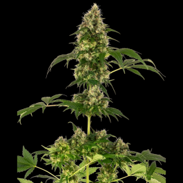 SS1560525 - SENSI SEEDS BANK - COBALT HAZE FEM (Sensi #11) | 5 SEMI