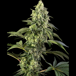 SS1560538 - SENSI SEEDS BANK - COSMIC KISS FEM | 5 SEMI