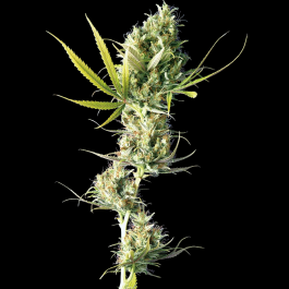 SS1560020 - SENSI SEEDS BANK - DURBAN FEM | 10 SEMI