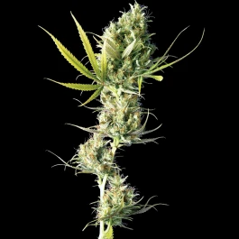SS1560320 - SENSI SEEDS BANK - DURBAN FEM | 3 SEMI