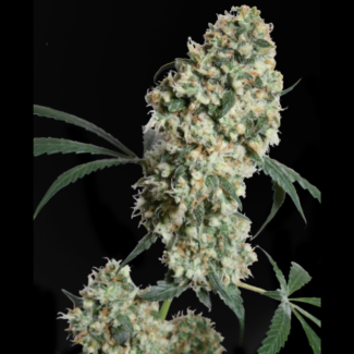 SSER2321 - SENSI SEEDS BANK - ED ROSENTHAL SUPER BUD REG | 10 SEMI