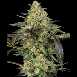 SS1560336 - SENSI SEEDS BANK - GRAPEVINE CANDY FEM | 3 SEMI