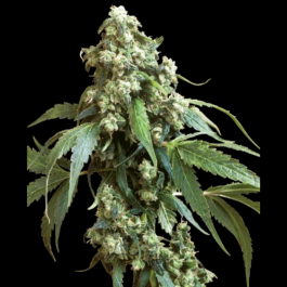 SS1560504 - SENSI SEEDS BANK - JACK FLASH #5 FEM | 5 SEMI