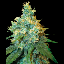SS1561017 - SENSI SEEDS BANK - JACK HERER FEM | 1 SEME