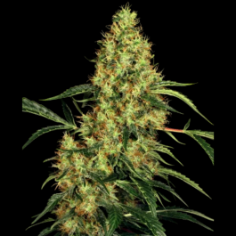 SS1560315 - SENSI SEEDS BANK - MEXICAN SATIVA FEM | 3 SEMI