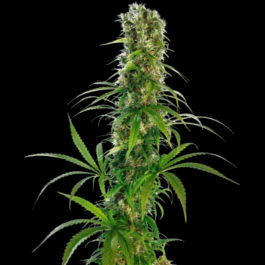 SS1560524 - SENSI SEEDS BANK - MICHKA FEM | 5 SEMI