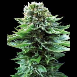 SS1560603 - SENSI SEEDS BANK - NORTHERN LIGHTS AUTO FEM | 5 SEMI