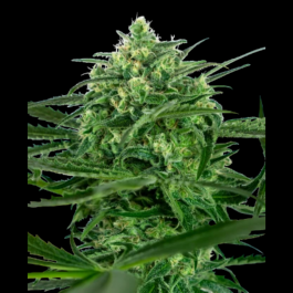 SS1560031 - SENSI SEEDS BANK - SENSI AMNESIA FEM | 10 SEMI