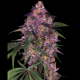 SS1560332 - SENSI SEEDS BANK - SENSI PURPLE KUSH FEM | 3 SEMI