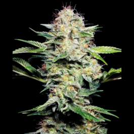 SS1560404 - SENSI SEEDS BANK - SENSI SKUNK AUTO FEM | 3 SEMI