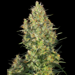 SS1560507 - SENSI SEEDS BANK - SHIVA SKUNK FEM | 5 SEMI