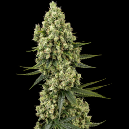 SS1561026 - SENSI SEEDS BANK - SILVER FIRE FEM | 1 SEME