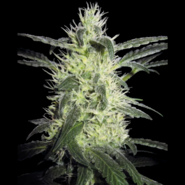 SS1560303 - SENSI SEEDS BANK - SILVER HAZE FEM (ex SILVER HAZE#9) | 3 SEMI