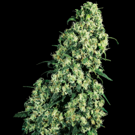 SS1560005 - SENSI SEEDS BANK - SKUNK #1 FEM | 10 SEMI