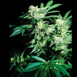 SS1560510 - SENSI SEEDS BANK - SKUNK KUSH FEM | 5 SEMI Disponibili fino a fine scorte