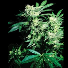 SS1560510 - SENSI SEEDS BANK - SKUNK KUSH FEM | 5 SEMI Disponibili fino a fine scorte