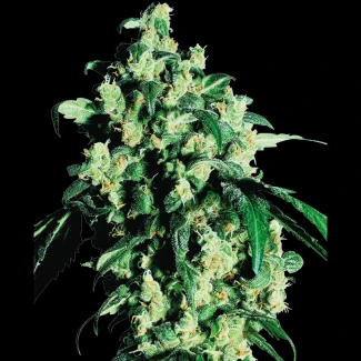 SS1500021 - SENSI SEEDS BANK - SUPER SKUNK REG | 10 SEMI