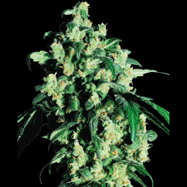 SS1500021 - SENSI SEEDS BANK - SUPER SKUNK REG | 10 SEMI