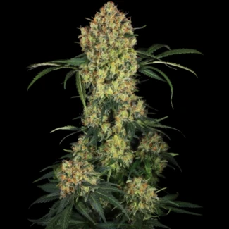 SS1530333 - SENSI SEEDS RESEARCH - ALOHA OG FEM | 3 SEMI