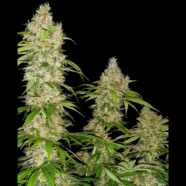 SS1530023 - SENSI SEEDS RESEARCH - BANANA KUSH CAKE FEM | 10 SEMI