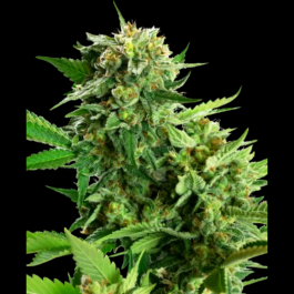 SS1530315 - SENSI SEEDS RESEARCH - BLACKBERRY CAKE FEM | 3 SEMI