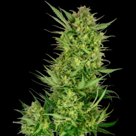 SS1530314 - SENSI SEEDS RESEARCH - BUTTERCREAM GELATO FEM | 3 SEMI FEMM