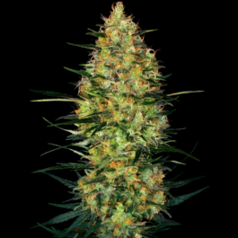 SS1530339 - SENSI SEEDS RESEARCH - CARAMELLOW KUSH AUTO FEM | 3 SEMI