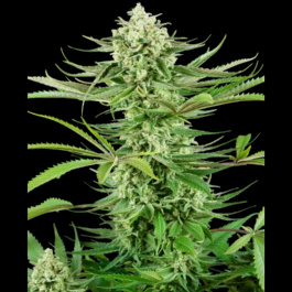 SS1530329 - SENSI SEEDS RESEARCH - CASHEW KUSH FEM | 3 SEMI
