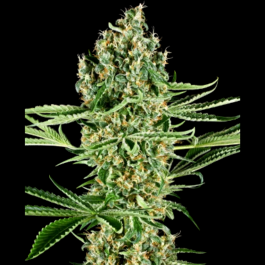 SS1530341 - SENSI SEEDS RESEARCH - CRITICAL RUNTZ FEM | 3 SEMI