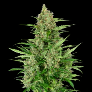 SS1530317 - SENSI SEEDS RESEARCH - DOUBLE KUSH CAKE AUTO FEM | 3 SAMEN