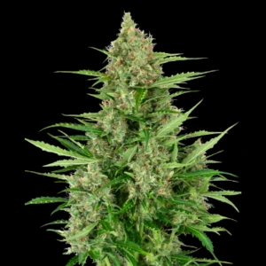 SS1530317 - SENSI SEEDS RESEARCH - DOUBLE KUSH CAKE AUTO FEM | 3 SAMEN