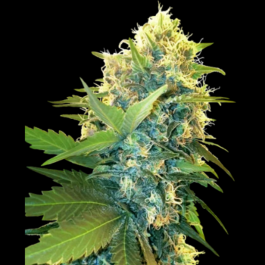 SS1531026 - SENSI SEEDS RESEARCH - DOUBLE KUSH CAKE FEM | 1 SEME