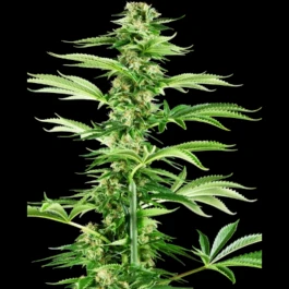 SS1530331 - SENSI SEEDS RESEARCH - HONEY MELON HAZE FEM | 3 SEMI
