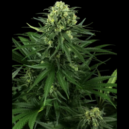SS1530336 - SENSI SEEDS RESEARCH - HONEY MELON KUSH FEM | 3 SEMI
