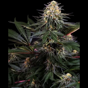 SS1530337 - SENSI SEEDS RESEARCH - LOCKDOWN KUSH FEM | 3 SAMEN