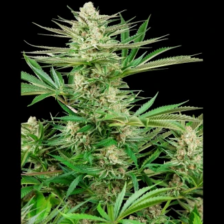 SS1530330 - SENSI SEEDS RESEARCH - MALIBU GOLD OG FEM | 3 SAMEN