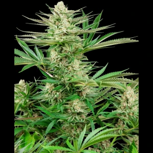 SS1530330 - SENSI SEEDS RESEARCH - MALIBU GOLD OG FEM | 3 SAMEN
