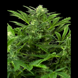 SS1530318 - SENSI SEEDS RESEARCH - MANDARIN PUNCH AUTO FEM | 3 SEMI