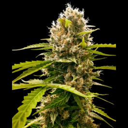 SS1530325 - SENSI SEEDS RESEARCH - MANDARIN PUNCH FEM | 3 SEMI