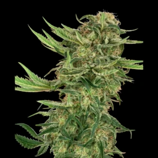 SS1530316 - SENSI SEEDS RESEARCH - N13 KUSH FEM | 3 GRAINES